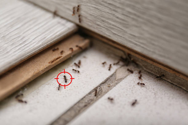 Best Residential Pest Control  in Roseland, FL